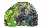 Iridescent Ammolite (Fossil Ammonite Shell) - Rare Purple #275085-1